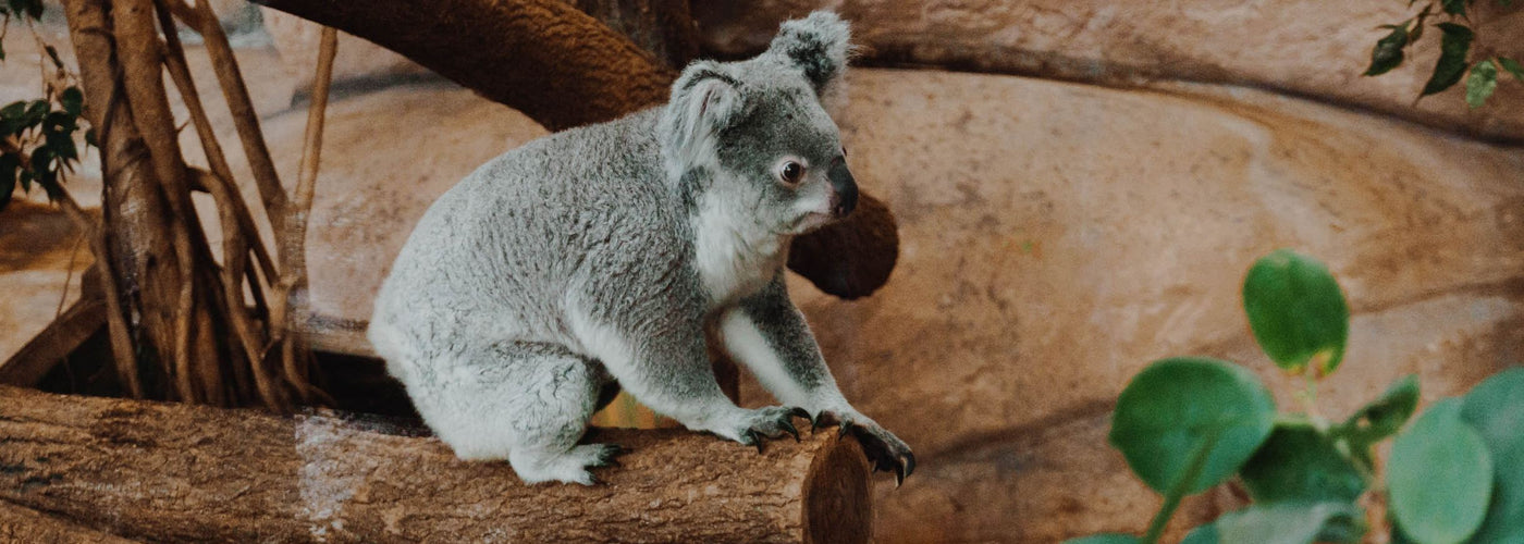 koala-sommeil
